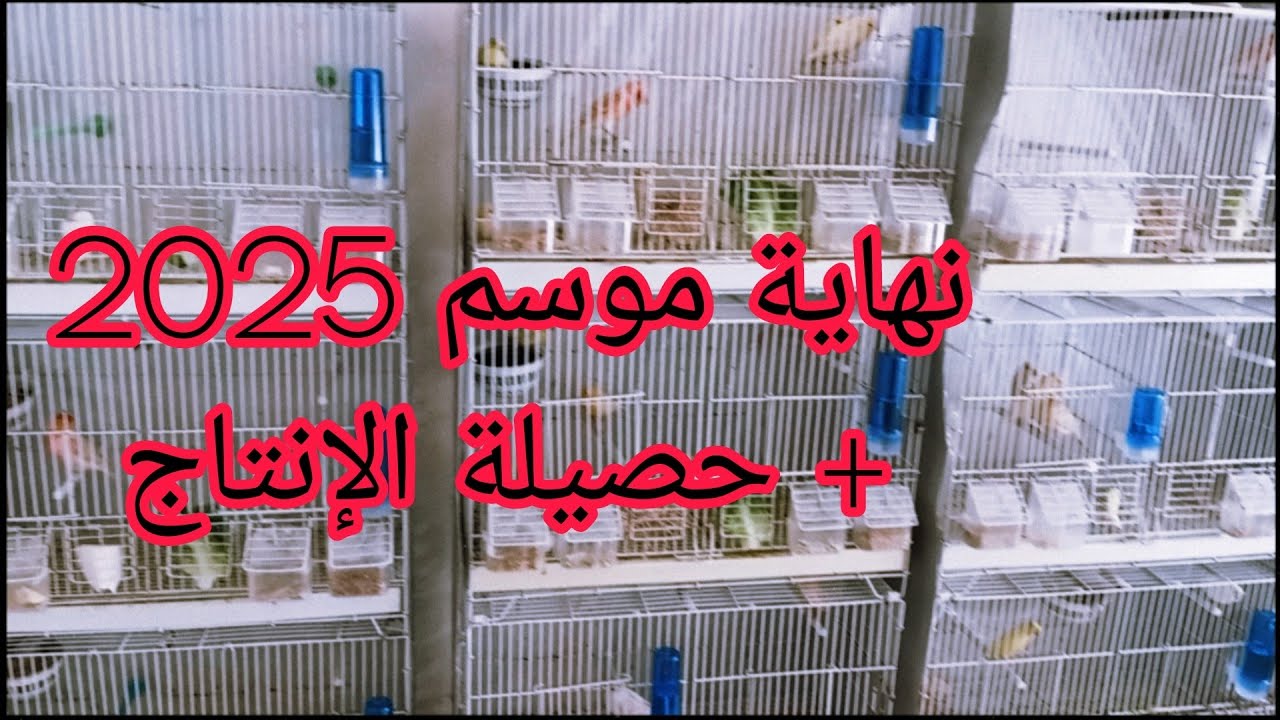 نهاية موسم 2025 و ها الإنتاج تاع الموسم كامل ما رأيكم؟