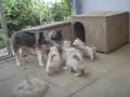 Sweetest husky puppies ever