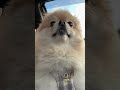 泣き出しちゃうポメ
