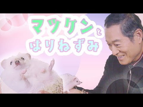 [Lovey-dovey episode] Matsuken flirts with a hedgehog [Warning: jealousy]