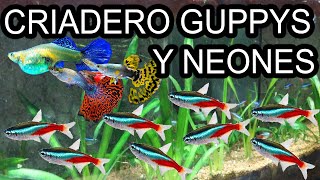 Criadero de Guppys con Neones, Corydoras y Plecostomus en Megavivario