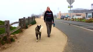 dog trainers central coast