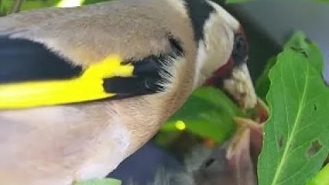 Nesting Goldfinches in our Garden