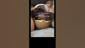 سوره عنکبوت آیه ۱۹ الی ۲۰💚گوینده: [بهروز رضوی]مترجم: [مسعود ریاعی]