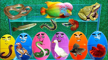 Động Vật Dễ Thương, Cá Mập, Cá Sấu, Tôm Càng, Rùa, Cá Chép, Cua, Rắn, Cá Vàng, Cá Heo, Động Vật Biển