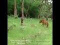 Male tiger courtship aggression over female tadoba