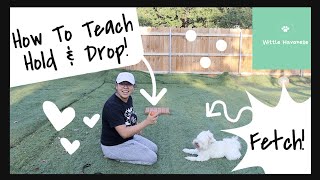 How To Teach Hold And Drop (Fetch) | Wittle Havanese