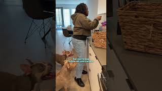 Dogs Moved Across The Country Just To Be Spoiled By Grandma The Dodo