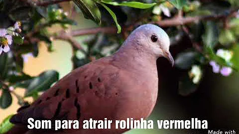Como é o canto da rolinha?