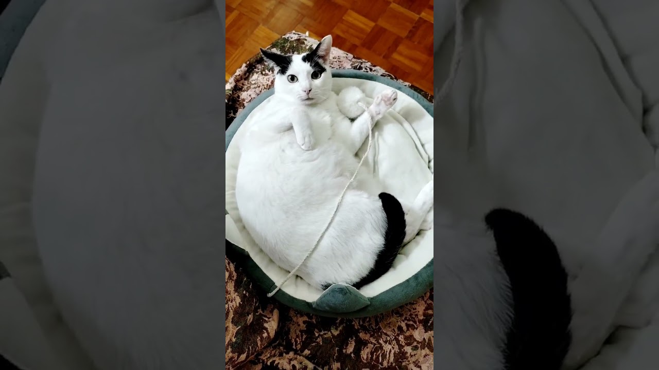 ［我的二貓］無聊時就玩下｜