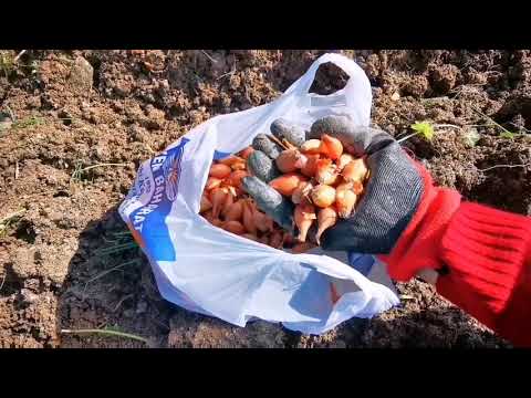 Video: Soğan Kış Ekimi