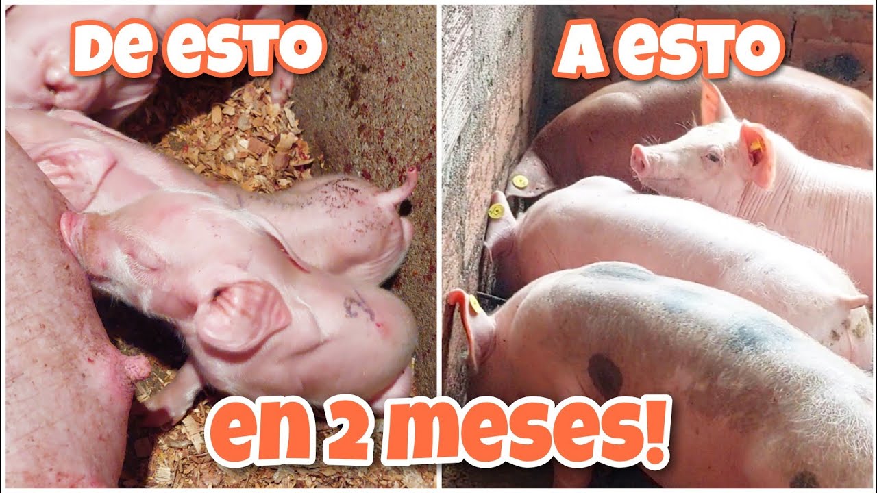 Cuidados y ALIMENTACION de LECHONES y precebos 🐽🐷🐽🐷 tips para un crecimiento rápido