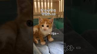 드디어!! 함께한 1일차 제니😻 #개냥이 #고양이 #아기고양이 #cat #고양이일상
