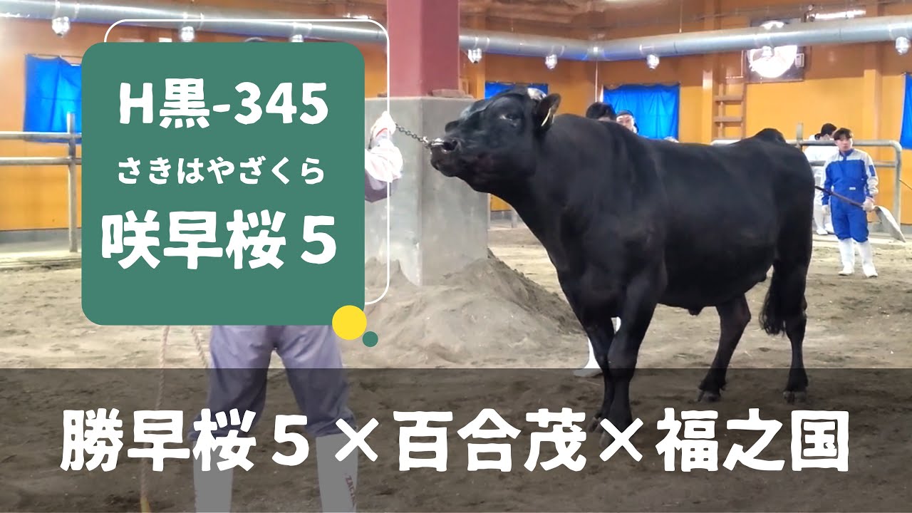 H黒-345 咲早桜5（紹介動画） | GH-CONTENT