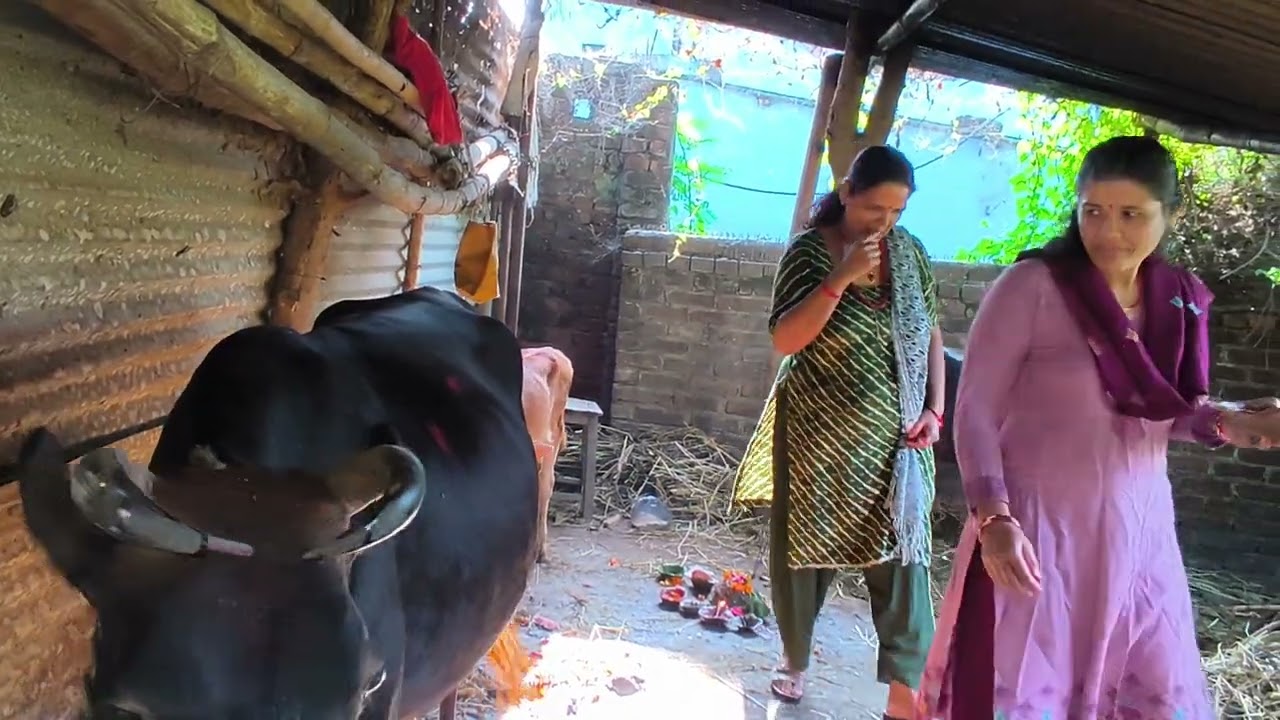 गोबरधन पूजा, गाई गोरू तिहार, नेपाल संवत् ११४६ प्रारम्भ, नेवारी संस्कृति म्हपूजाको हार्दिक शुभकामना 🙏