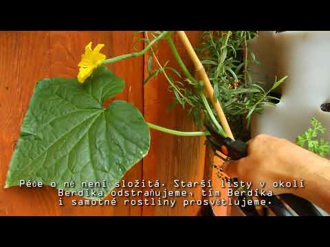 Video: Pěstování Okurek Na Parapetu V Zimě, Které Odrůdy Použít (s Videem)