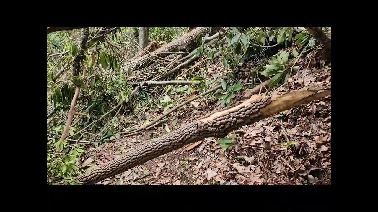 April 27, 2923. Hiking from Allen Gap to Tanyard Gap of the Appalachian Trail