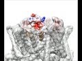 A pain-inducing centipede toxin targets the heat activation machinery of nociceptor TRPV1