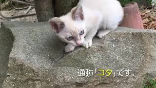 保護した子猫、庭で遊ぶ。初めての木登りは失敗。