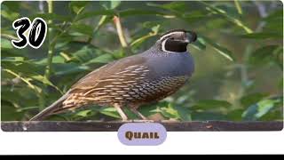 quail sound effects |SMS ringtone screenshot 2