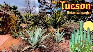 Tour of the Tucson Botanical Garden | Araucaria, Boojum Trees, Philodendrons, Q. fusiformis & More