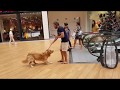 Dog is scared of the escalators