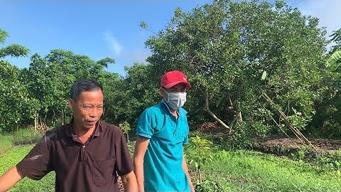 Giao Ốc Bươu Đen Giống Cho Khách Hàng Ở Tân Thành-Ngã Bảy | Liệt Vlog