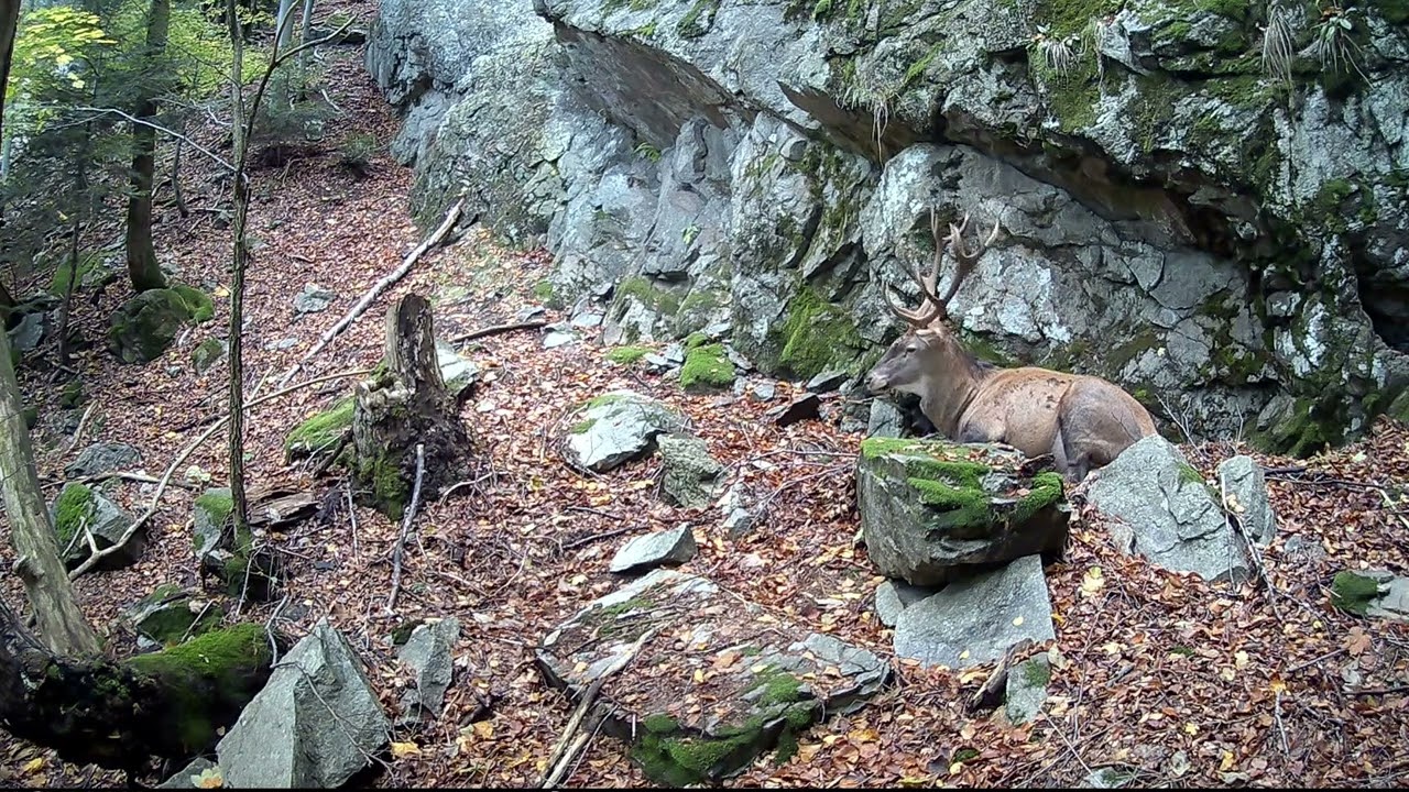 Blíži sa koniec ? -  zranený jeleň (Malá Fatra)