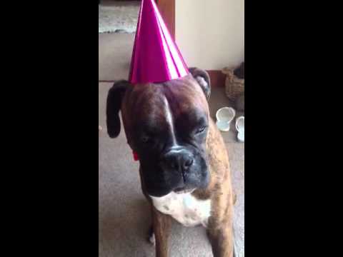 boxer-dog-sings-happy-birthday