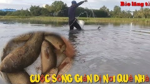 Giăng lưới mùa nước nổi và món cá rô kho tộ cuộc sống giản dị nơi quê nhà@