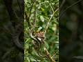 Brave Mother Bird Saves Her Babies From Snake Attack! | Real Wildlife Moment