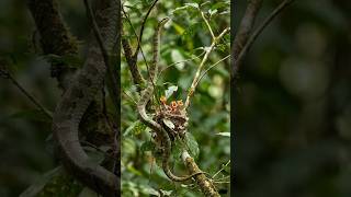 Brave Mother Bird Saves Her Babies From Snake Attack! | Real Wildlife Moment