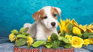 Щенки Джек Рассел и Парсон Рассел терьера Щенки Джек Рассел и Парсон Рассел терьера