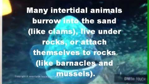 Intertidal Zone Project