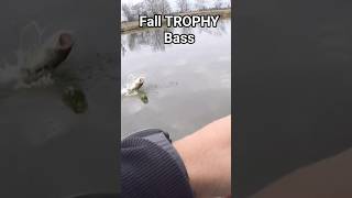 These BAITS work!!! #fishing #bassfishing #bamabass