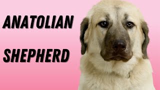 Anatolian shepherd Top 10 Facts | Pros and Cons