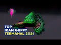 Ikan Guppy Termahal 2021 || Ikan Guppy Black Moscow Blue Moscow Champion Purple Black Samurai x koi