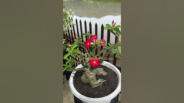 MENIKMATI SUASANA PAGI YANG ASRI DI KAMPUNG HALAMAN SHANTY DI CHINA 🥰🌺🌴