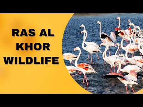 Ras al khor wildlife