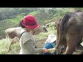 Primer viaje de Jarom en Burro/Ordeño de vacas Cruzpamba