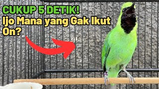 Cucak Ijo Gacor! Pancingan Cucak Ijo Agar Emosi Bongkar Isian | Menaikan Emosi Ijo Agar Jamtrok