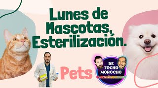 La Importantancia De La Esterilizacion De Nuestras Mascotas Ón 