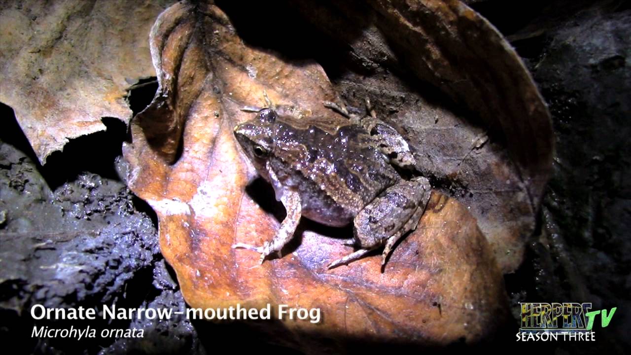 lumpini park lizards A Reptile and Amphibian Adventure in Bangkok - HerpersTV S3:Ep24