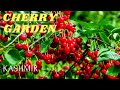 Cherry garden