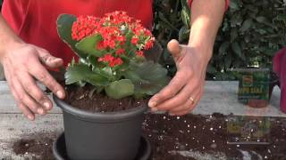 Lezioni di giardinaggio COMPO: coltivare la Kalanchoe!