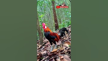 Gà rừng mồi tai trắng F2 #sănbắt #bẫygàrừng #giảitrí #hoàngthắng