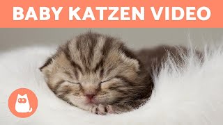 BABY KATZEN Video  Lustige & Süße KATZEN!