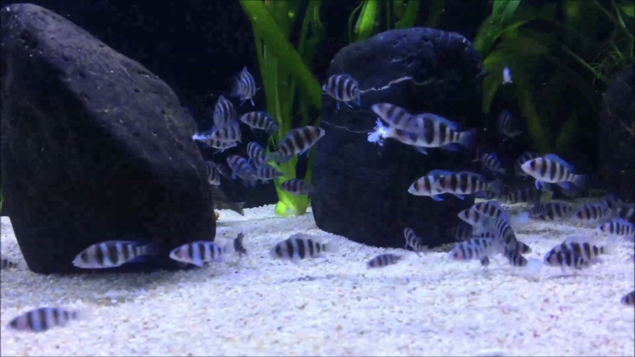 ÎÏÎ¿ÏÎ­Î»ÎµÏÎ¼Î± ÎµÎ¹ÎºÏÎ½Î±Ï Î³Î¹Î± cyphotilapia frontosa BABY