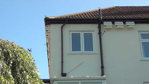 Swifts banging on swift boxes 20th July 2020