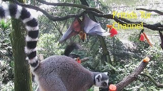 Flying-fox is Pissing to Kick Away the Insolent Squirrel - Funny Video Flying-fox is Pissing to Kick Away the Insolent Squirrel - Funny Video